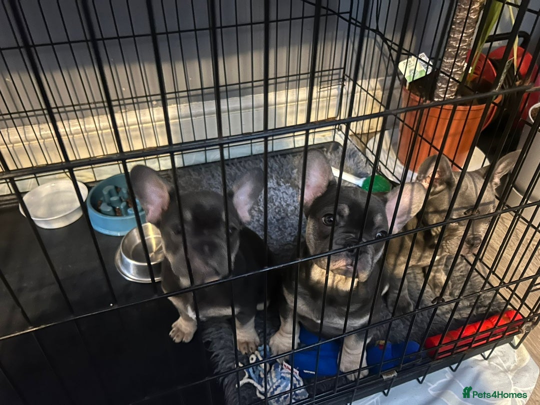 French Bulldog dogs for sale: Adorable Frenchie Puppies - Advert 15