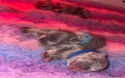 French Bulldog dogs for sale: 2nd litter of ⭐Jesus⭐️ natk9 frenchies - Image 11