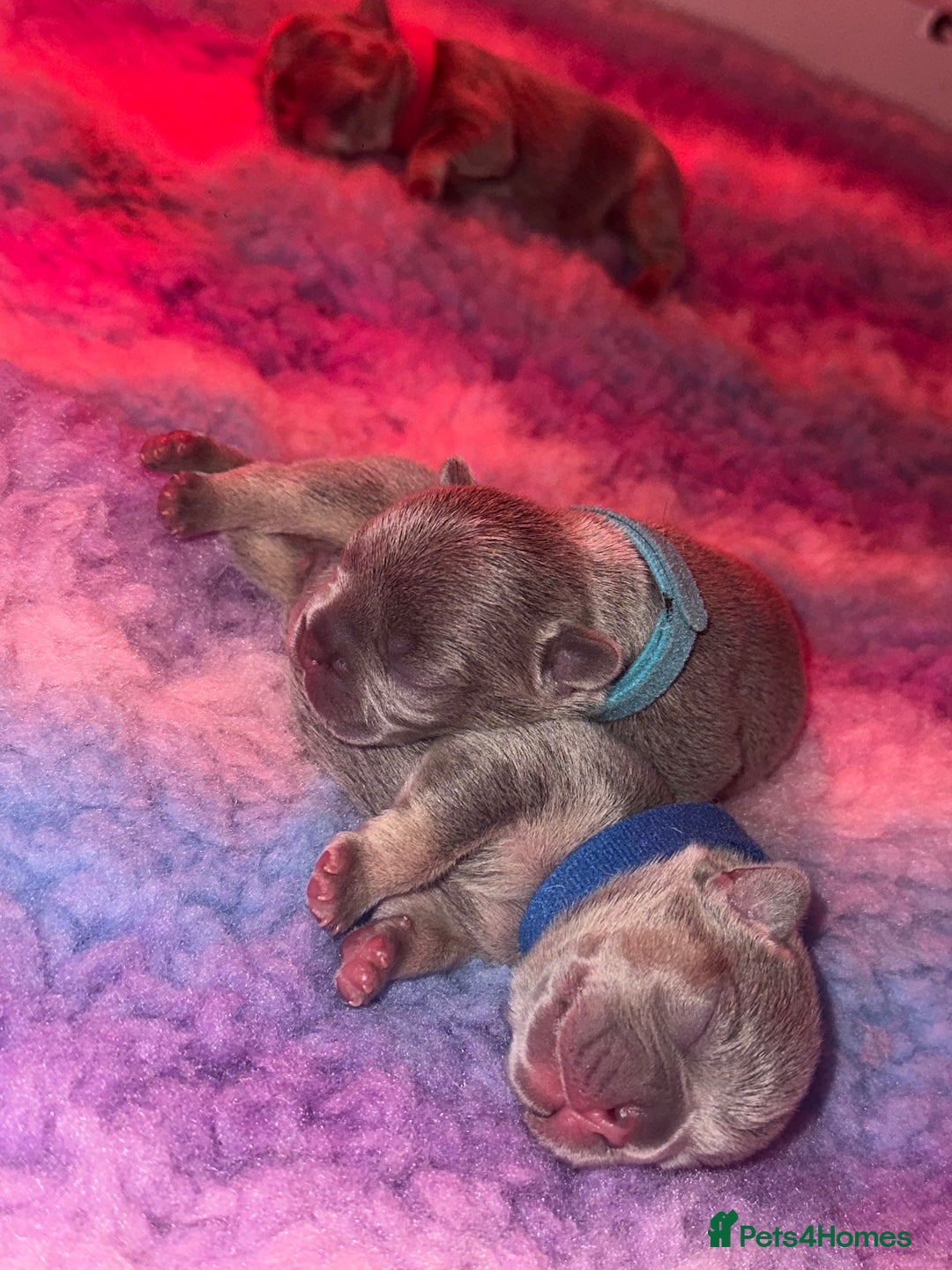 French Bulldog dogs for sale: 2nd litter of ⭐Jesus⭐️ natk9 frenchies - Image 11