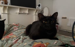 Russian Blue cats for sale: 2 Male Kittens for same  - Image 2