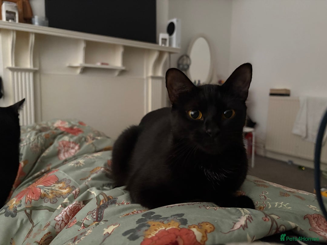 Russian Blue cats for sale: 2 Male Kittens for same  - Image 2