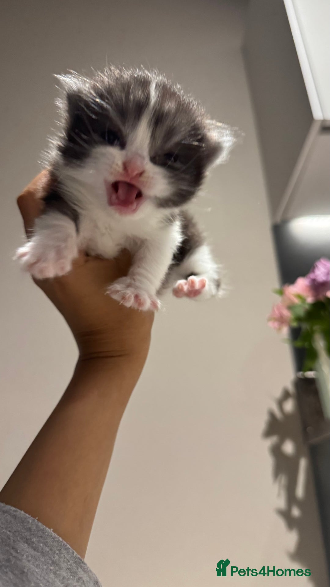 British Shorthair cats for sale: 🐾✨ Looking for Their Forever Home ✨🐾 - Image 11