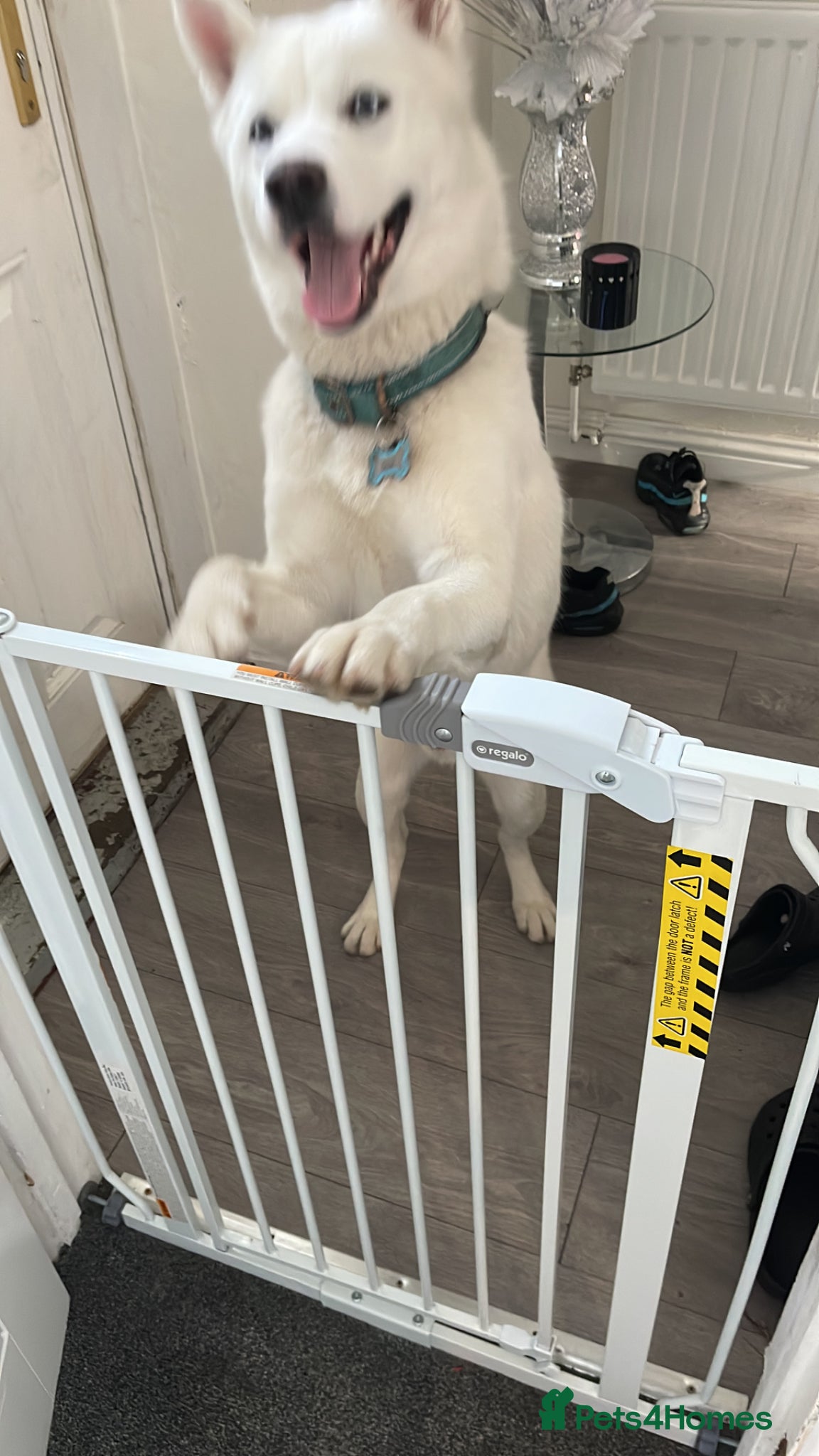 Siberian Husky dogs for stud: Siberian husky in Gateshead - Advert 5