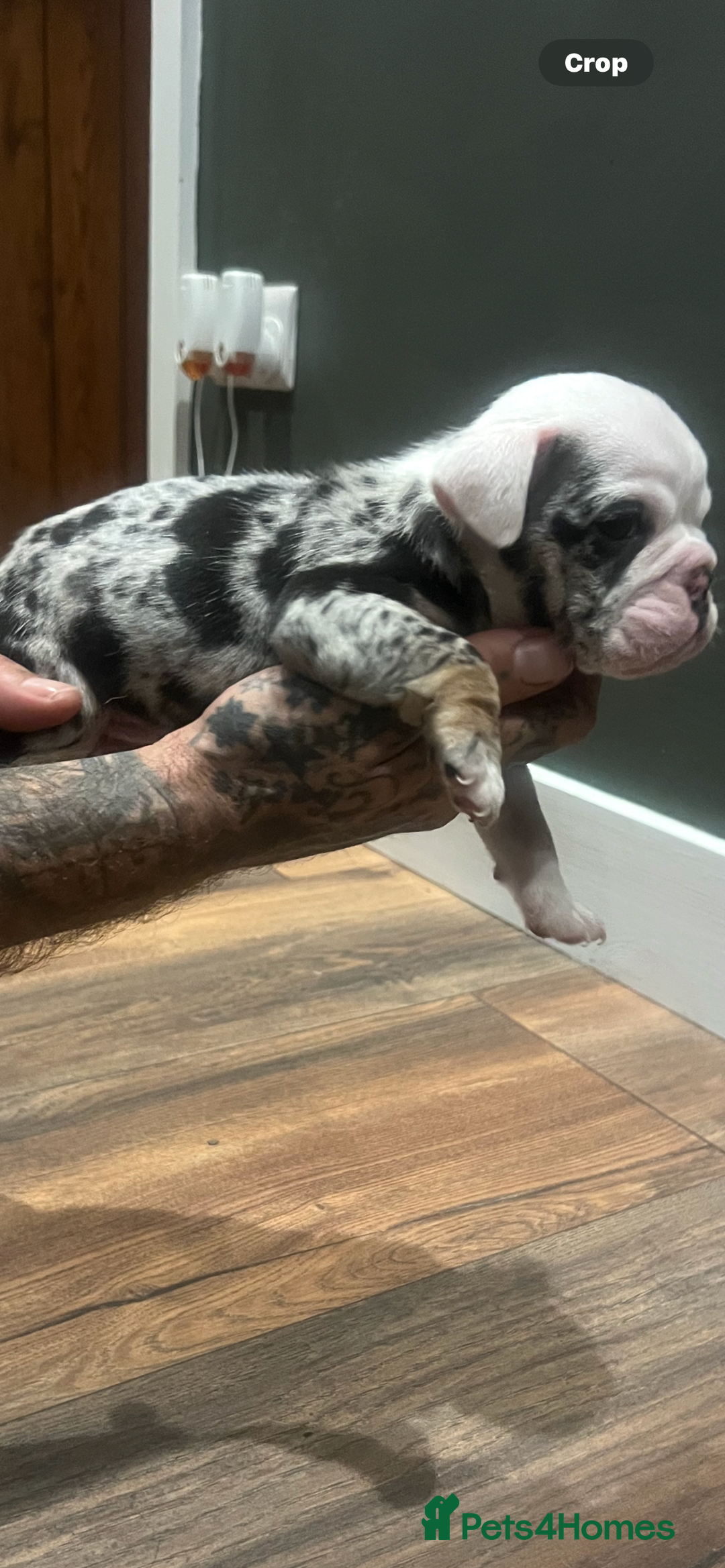 English Bulldog dogs for sale: Puppies  - Image 15