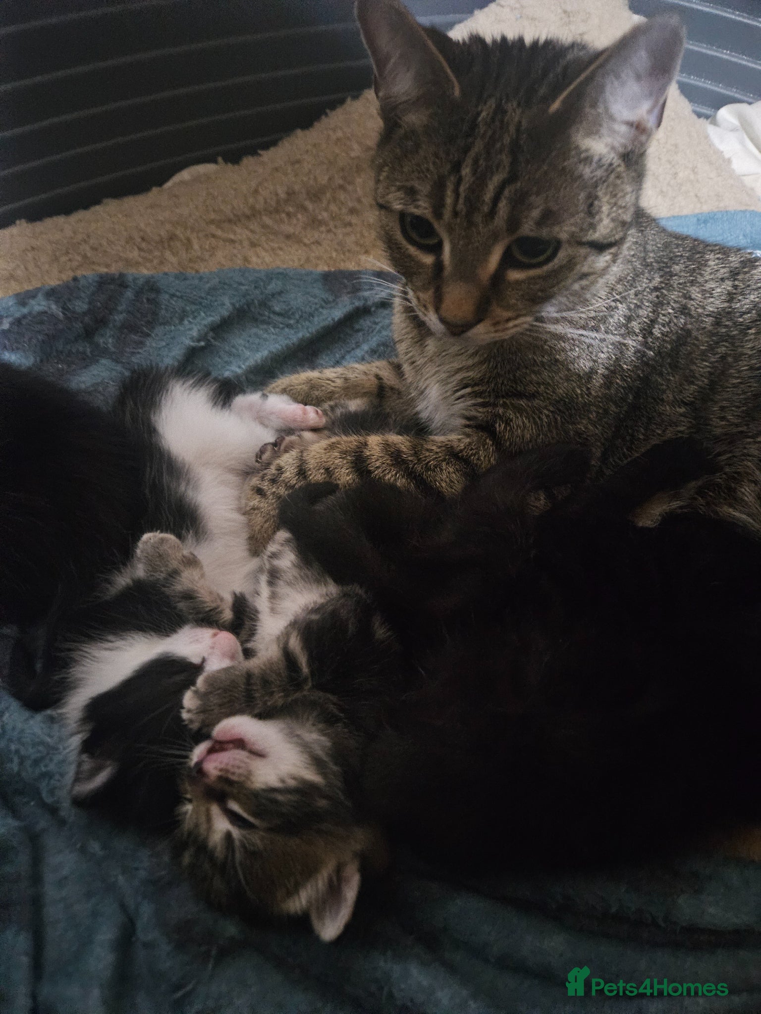 Mixed Breed cats Kittens - Advert 6