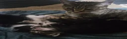 Mixed Breed cats for sale: Kittens - Advert 1