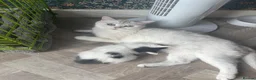 Mixed Breed cats for sale: Male Kittens  - Advert 7