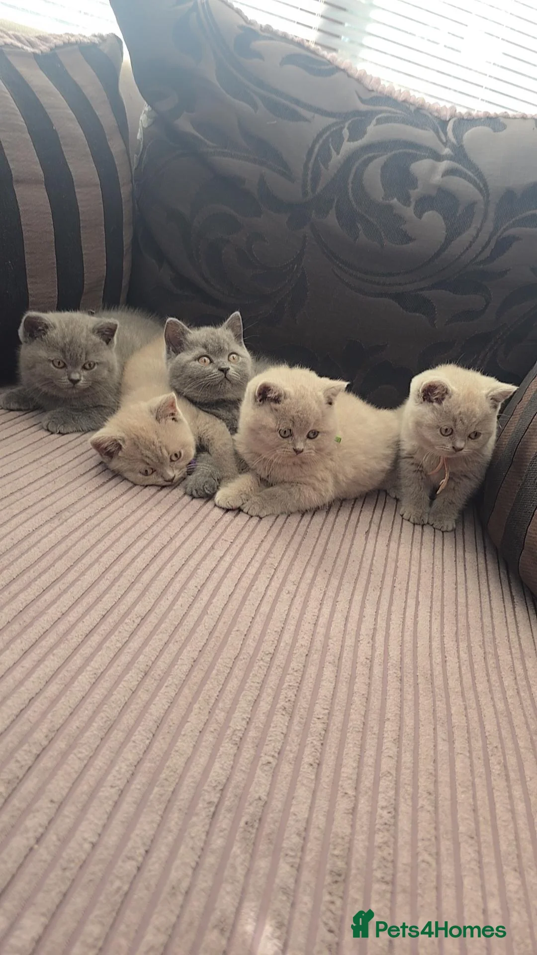 British Shorthair cats for sale: Chunky British Shorthair Kittens  - Advert 1
