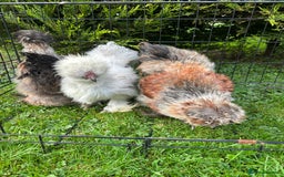 Chickens poultry for sale: Looking to Rehome 3 silkies Boys , 3 months old  - Advert 8