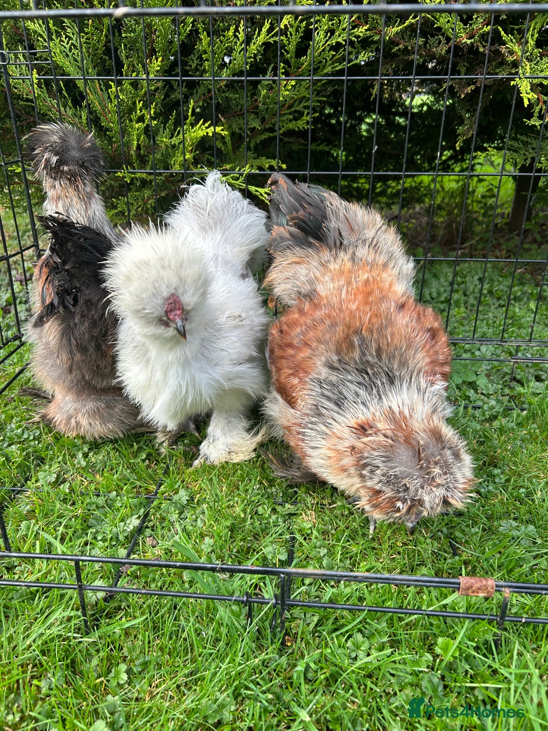 Chickens poultry for sale: Looking to Rehome 3 silkies Boys , 3 months old  - Advert 8