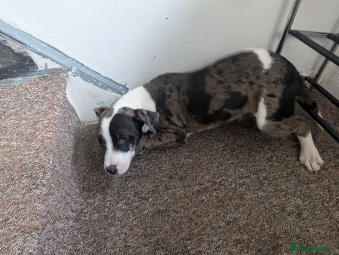 Mixed Breed dogs for sale: Three pups for sale  - Image 5
