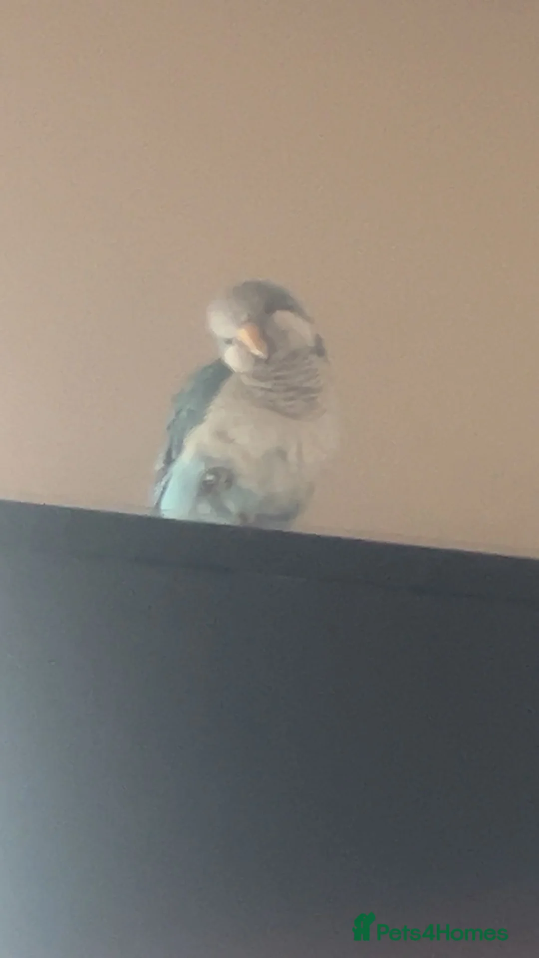 Parrots birds for sale: Breeding pair in Birmingham - Advert 2