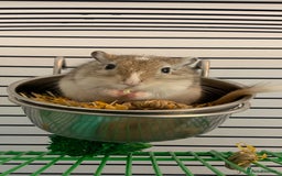 Gerbil rodents for sale: Bonded gerbils for rehoming  - Image 1