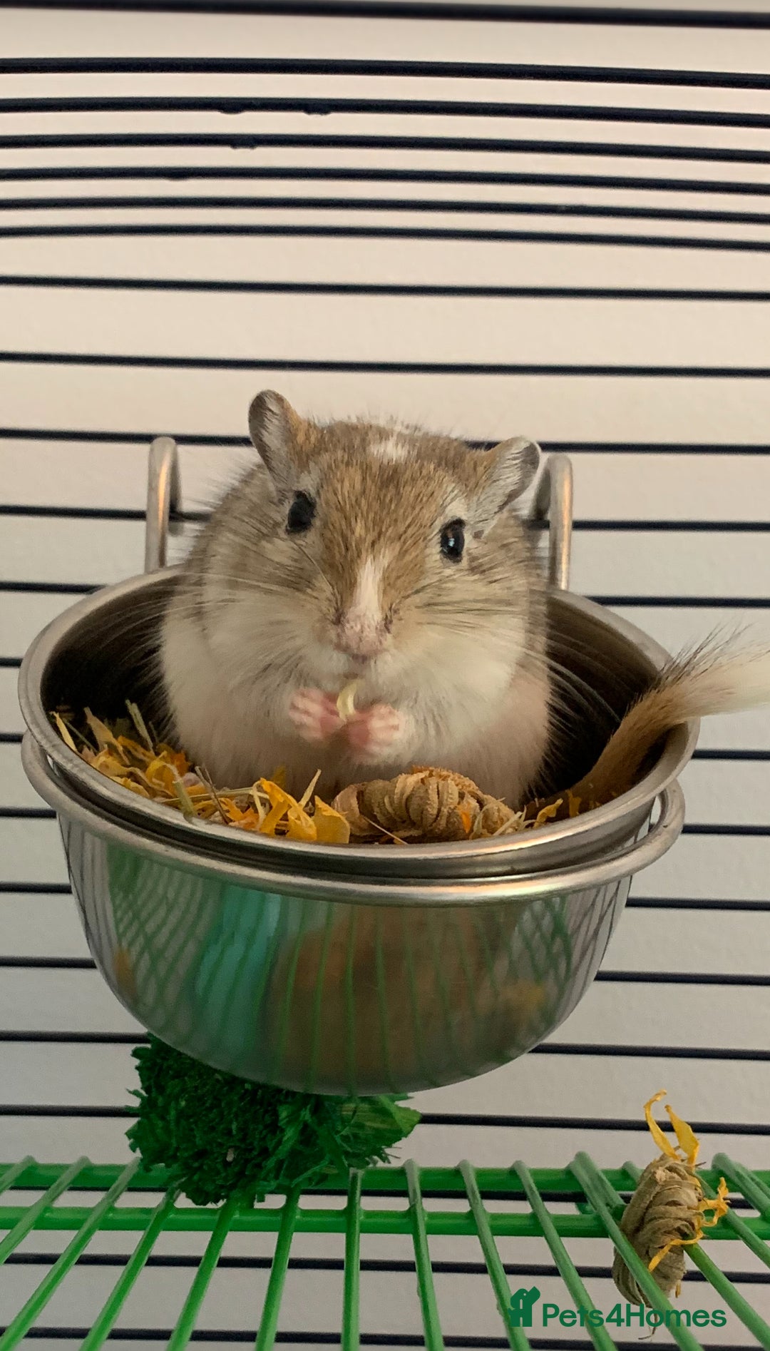 Gerbil rodents for sale: Bonded gerbils for rehoming  - Image 1