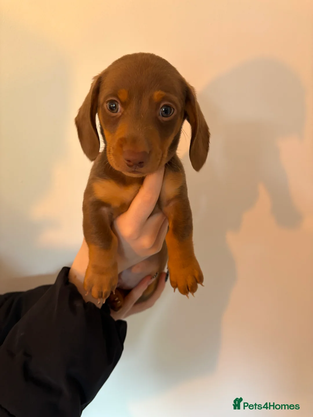 Miniature Dachshund dogs for sale: Perfect Miniature Dacshunds London/Kent - Advert 9