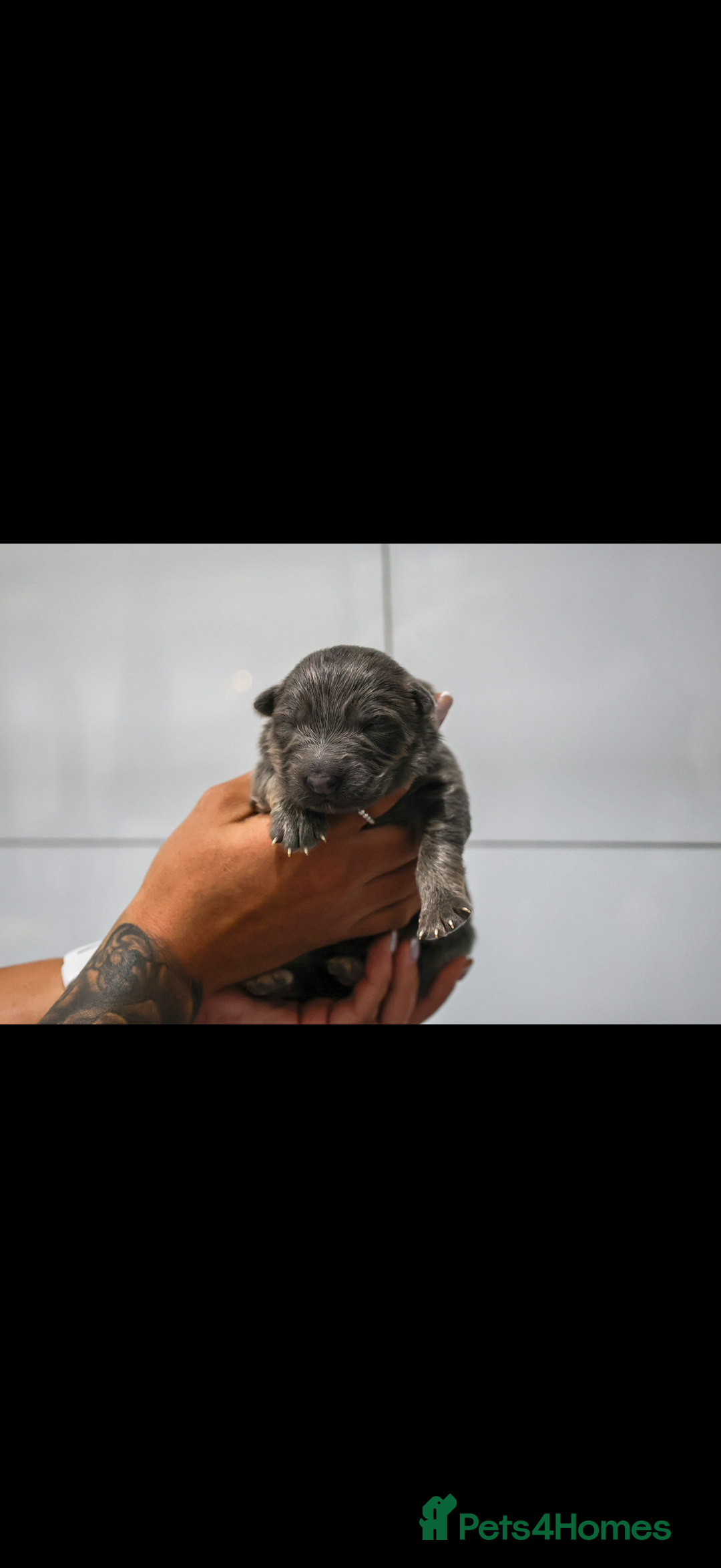 German Shepherd dogs for sale: ❤️KC pups ✨ health tested parents  - Advert 21