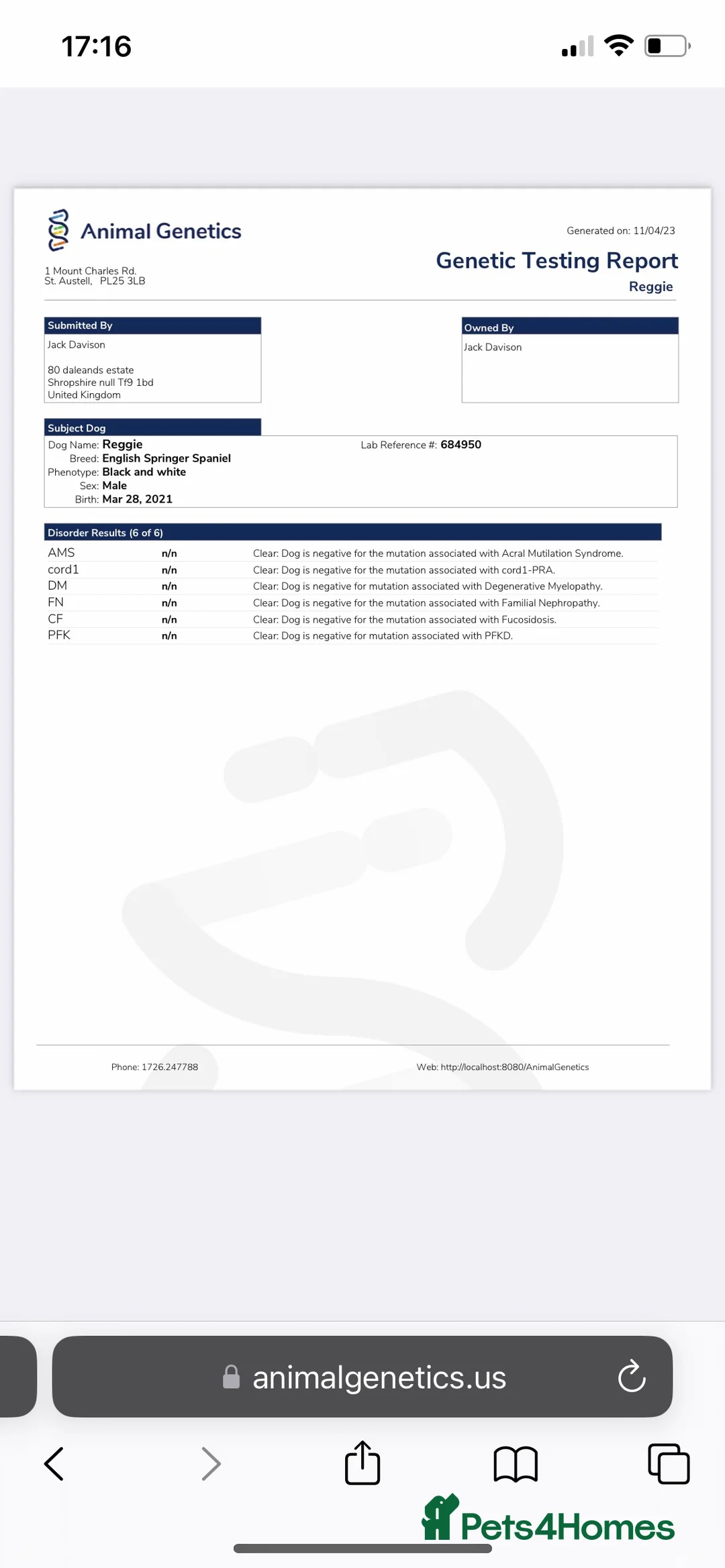 English Springer Spaniel dogs for stud: FULLY HEALTH TESTED BLACK AND WHITE SPRINGER. in Market Drayton - Advert 7