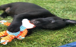 Labrador Retriever dogs for sale: Black Labrador puppies - Image 8