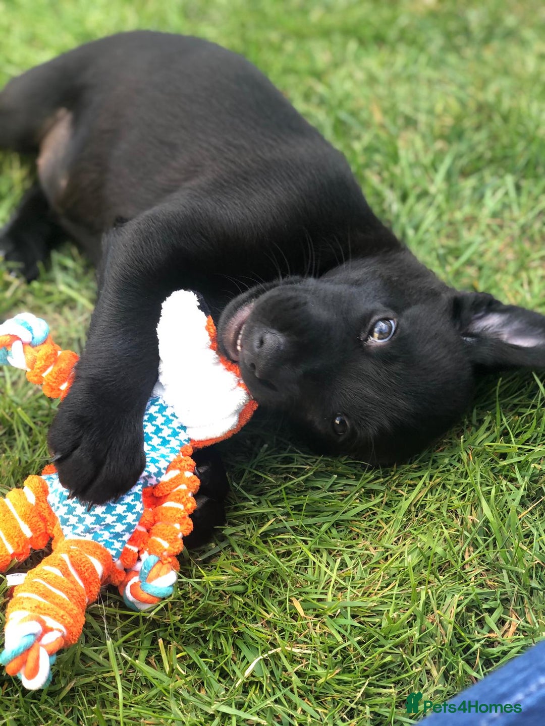 Labrador Retriever dogs for sale: Black Labrador puppies - Image 8