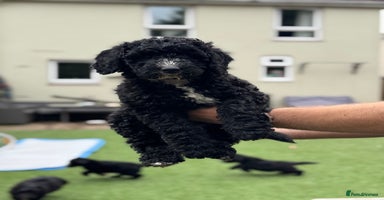 Sheepadoodle dogs - Advert 6