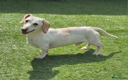 Miniature Dachshund dogs for sale: KC Smooth Cream Piebald - Image 5
