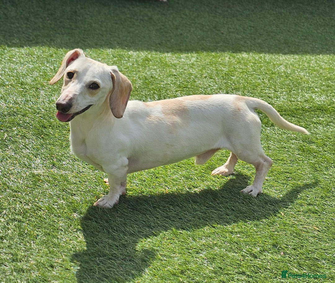 Miniature Dachshund dogs for sale: KC Smooth Cream Piebald - Image 5