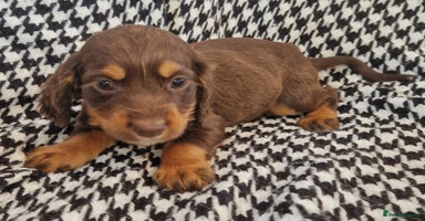 Cocker Spaniel dogs - Advert 7