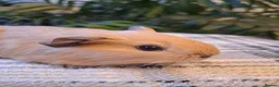 Guinea Pig rodents for sale: Black Swiss & Buff Cali Baby Guinea Pig Boys  - Advert 6