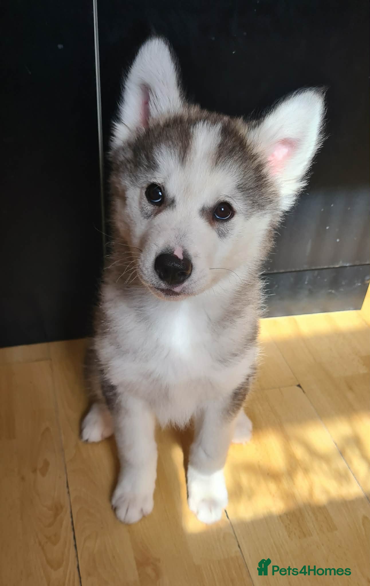 Siberian Husky dogs Stunning Siberian Husky Boy LEFT–Ready Now - Advert 1