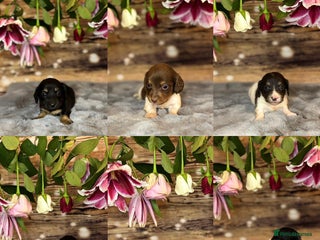 Dachshund dogs - Advert 25