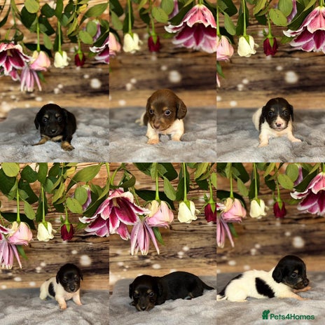 Dachshund dogs - Advert 1