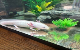 Axolotl reptiles for sale: 6 months Axolotl  - Image 2