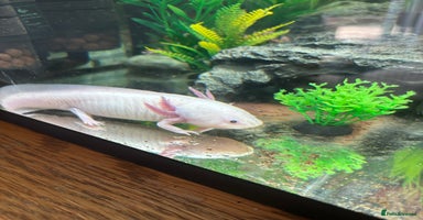 Axolotl reptiles - Advert 5