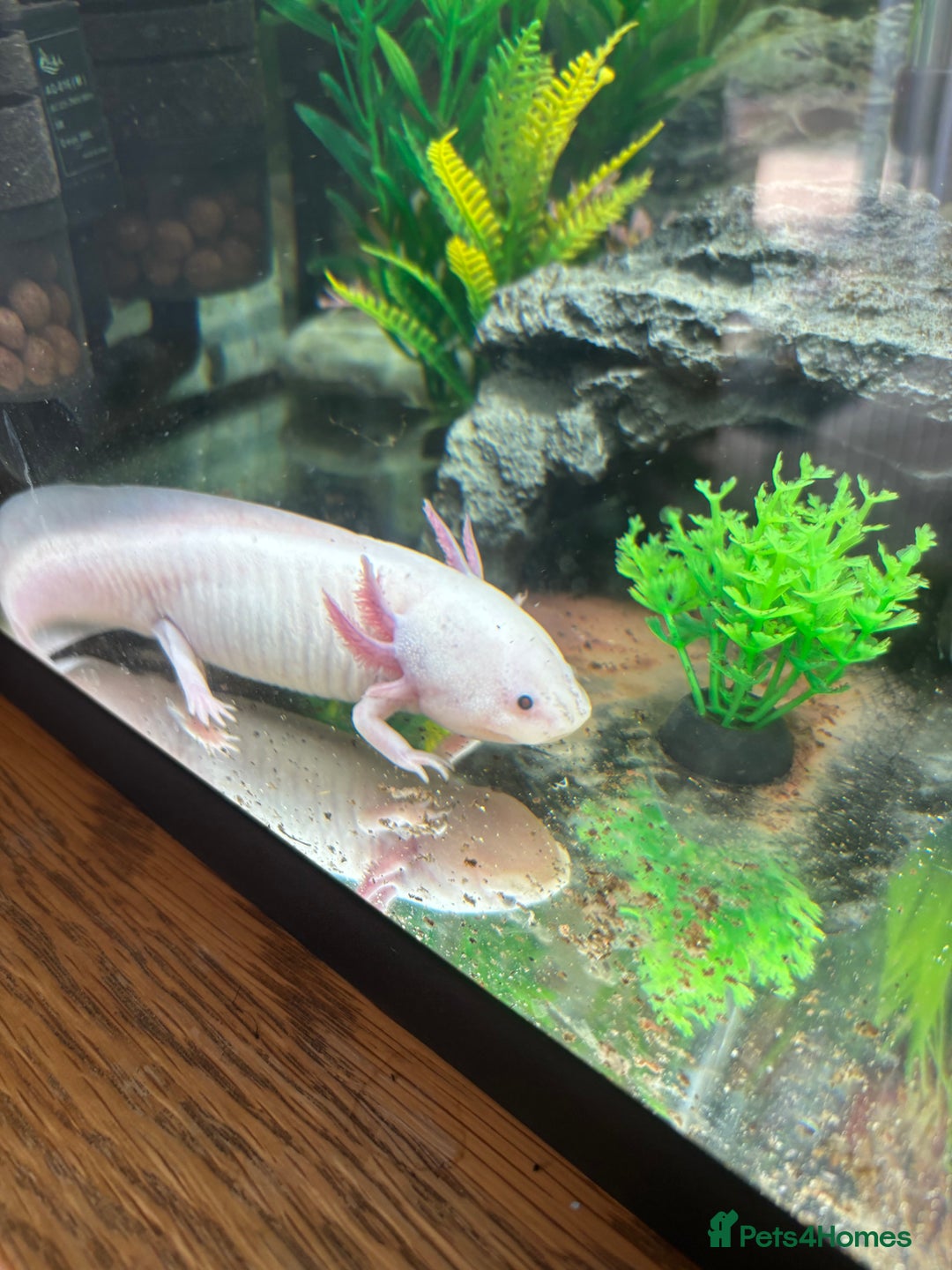 Axolotl reptiles for sale: 6 months Axolotl  - Image 2
