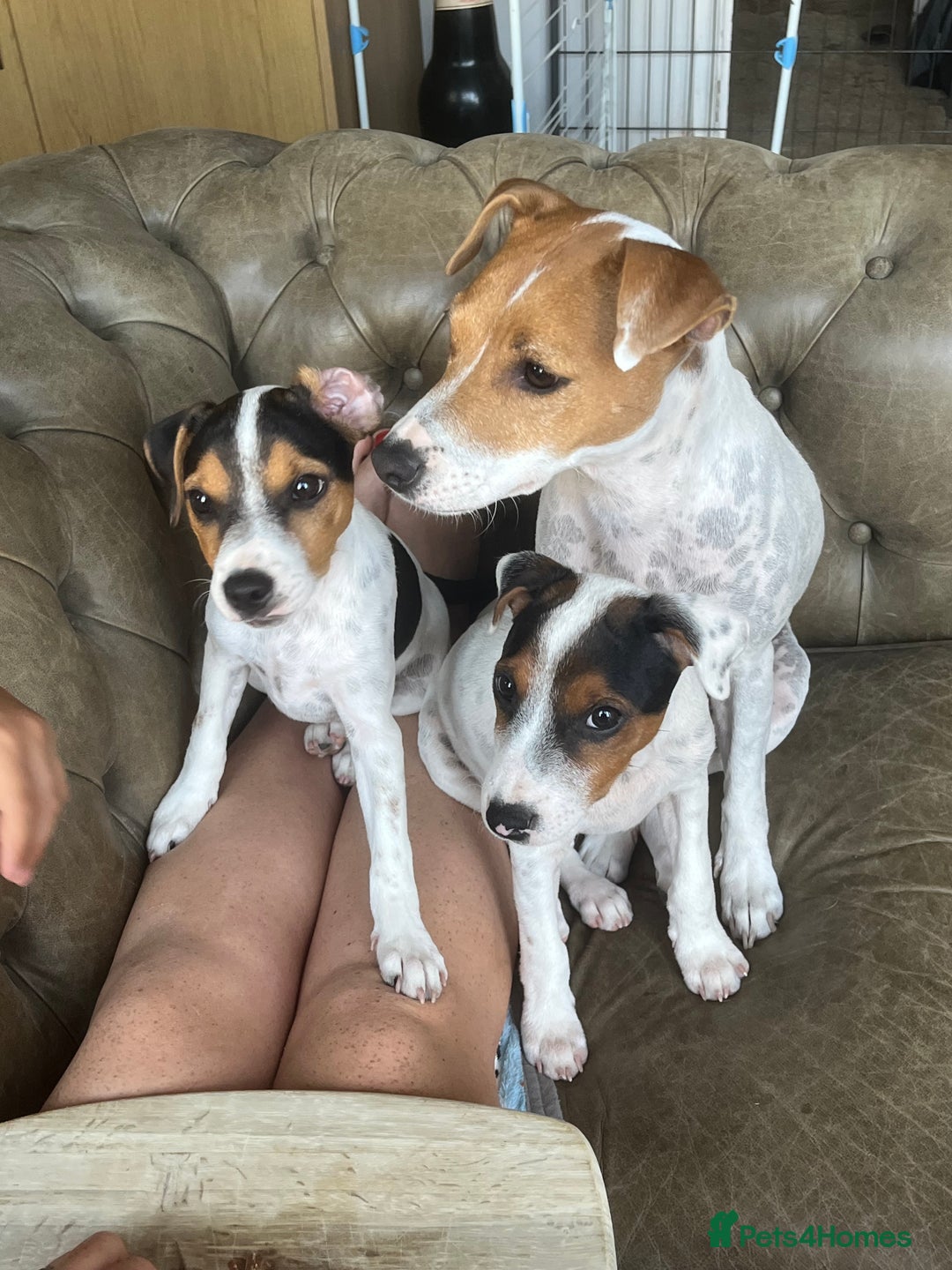 Jack Russell dogs for sale: Jack Russell Bitch - Image 2