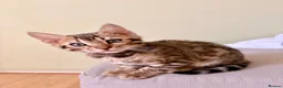 Bengal cats for sale: TICA registered Glitter Bengals  - Advert 10