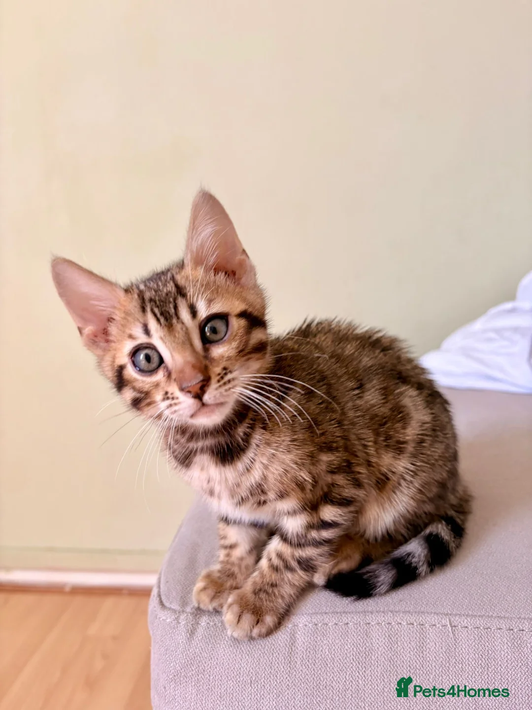 Bengal cats for sale: TICA registered Glitter Bengals  - Advert 12
