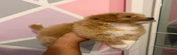 Maltipoo dogs for sale: DNA Clear & KC reg parents  - Advert 29