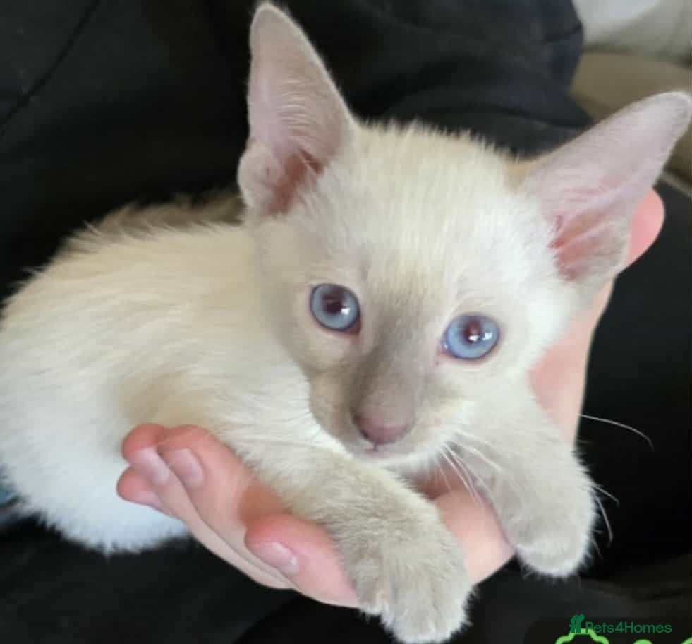 Siamese cats Stunning pure last siamese girl available  - Advert 4