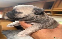 Chihuahua dogs for sale: Lovely blue fawn boy - Image 12