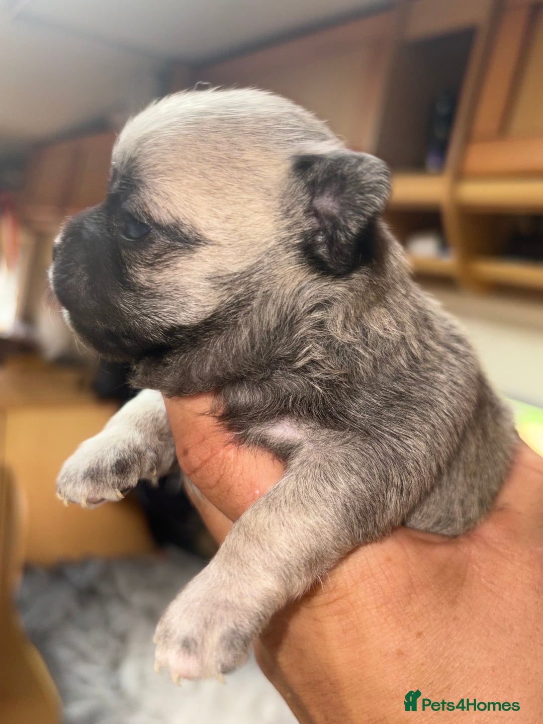 Chihuahua dogs for sale: Lovely blue fawn boy - Image 12