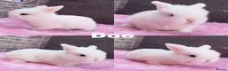 Mini Lop rabbits for sale: Stunning mini lops available for reserve  - Advert 6