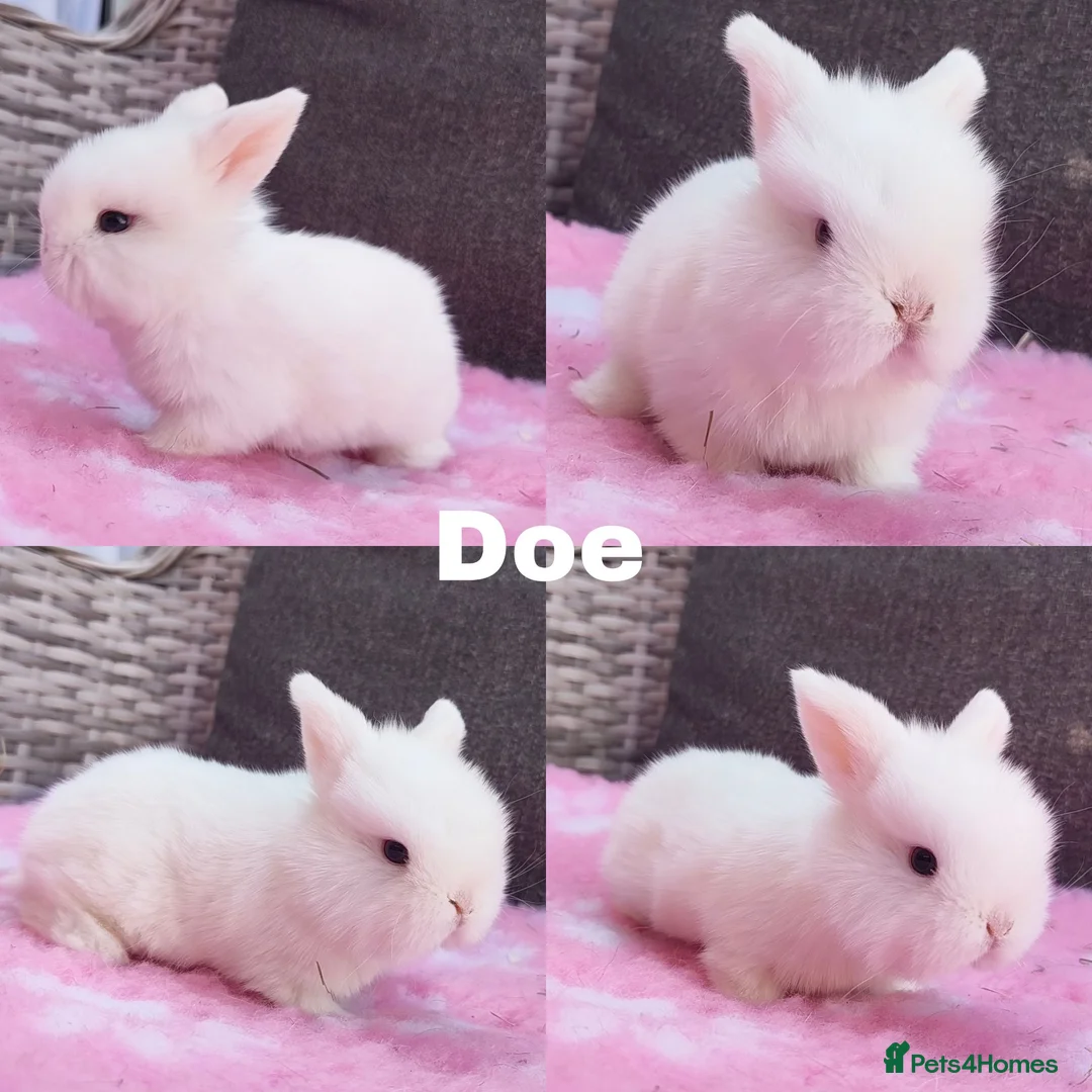 Mini Lop rabbits for sale: Stunning mini lops available for reserve  - Advert 6