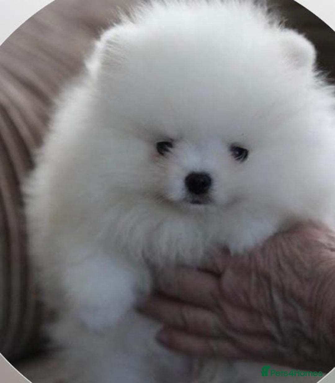 Pomeranian dogs for sale: KC Reg Pomeranian Girls - Image 29