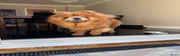 Chow Chow dogs for sale: Chow chow male cinnamon 5 years old - Advert 2