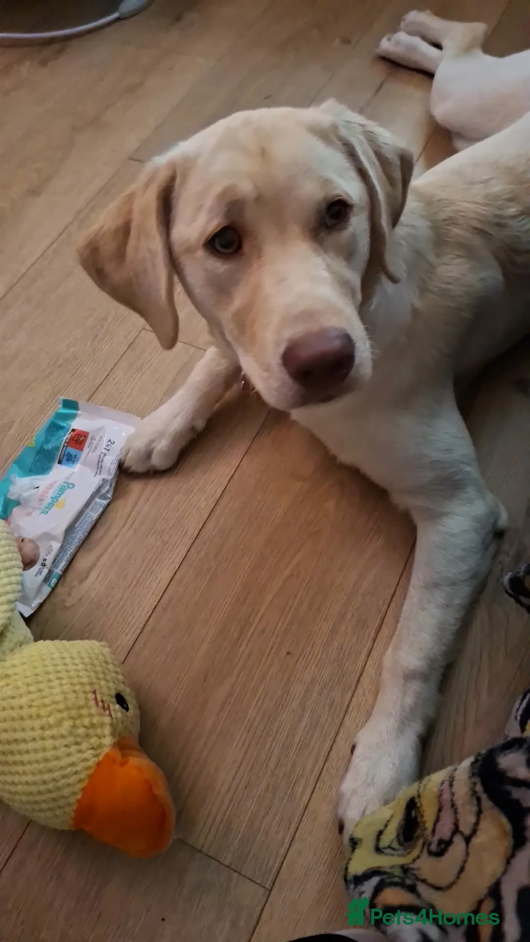 Labrador Retriever dogs for sale: Labrador Retriever in South Shields - Advert 1