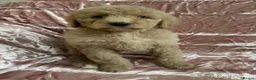 Goldendoodle dogs for sale: Beautiful doodles looking for forever homes - Advert 28