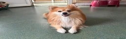 Pomeranian dogs for adoption: Mushu - Advert 3