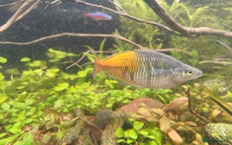 Rainbow Fish fish for sale: 3x Boesemani Rainbowfish Tropical Aquarium Fish - Image 8