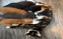 Mixed Breed cats for sale: Fluffy kittens || ready for loving home  - Image 5